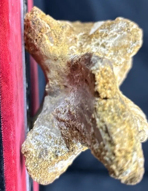 Mosasaurus vertebrae