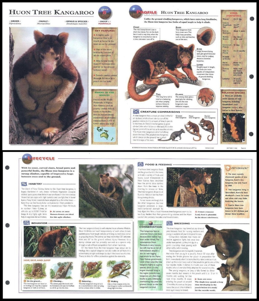 Fold-Out Sheet - Huon Tree Kangaroo - 8