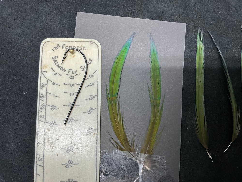 Fruit Pigeon feathers