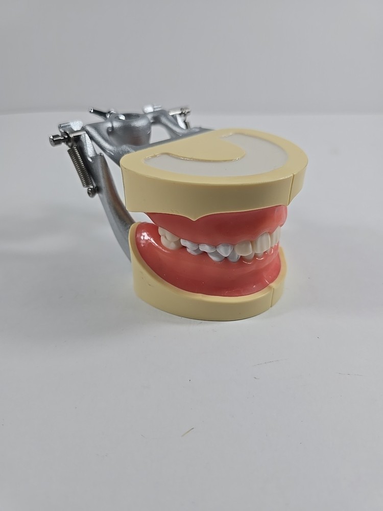 Dental Practice Typodont Model