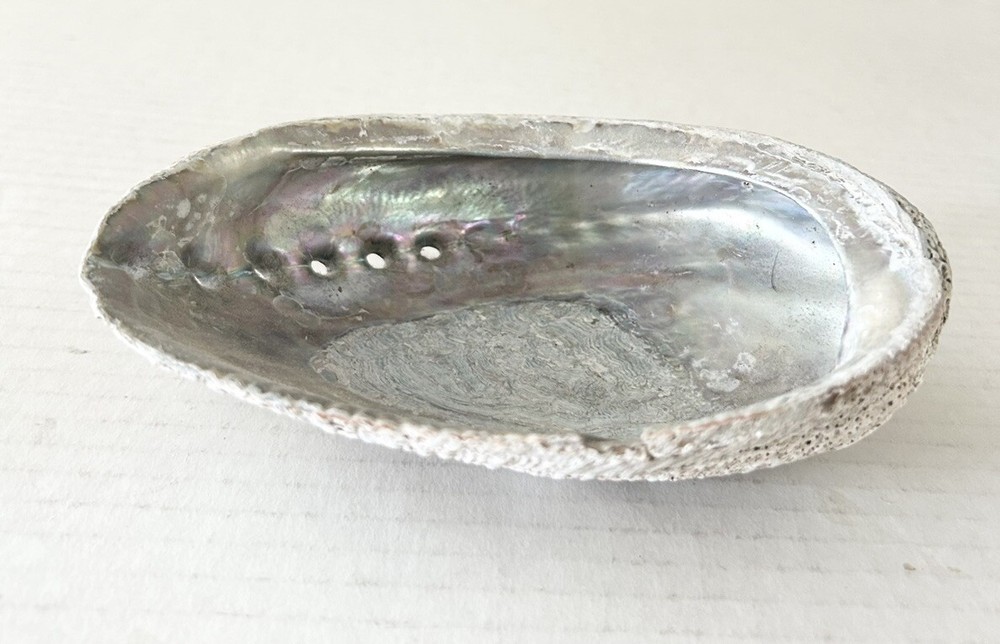 Large Natural Abalone Shell