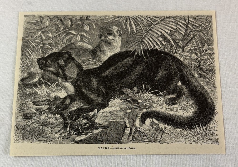 1885 book engraving ~ TAYRA