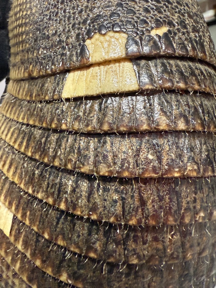 Charango Genuine Armadillo Armour Traditional Peruvian String Instrument