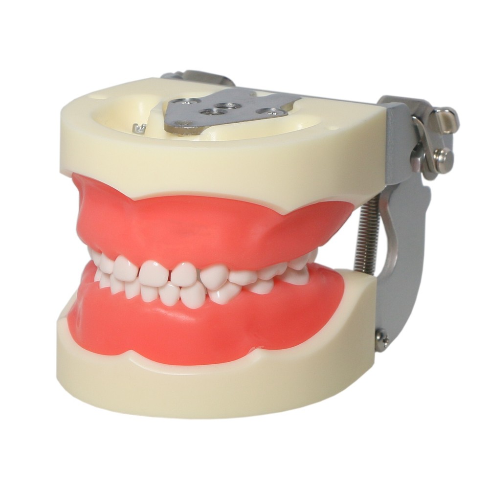 Dental Child Primary Practice Teeth Model 24 Removable Teeth For Dentist Practic