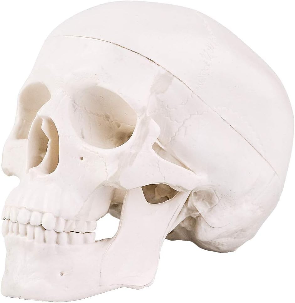 Mini Anatomical Skull Model: 3-Part Design with Moving Jaw & Removable Cap