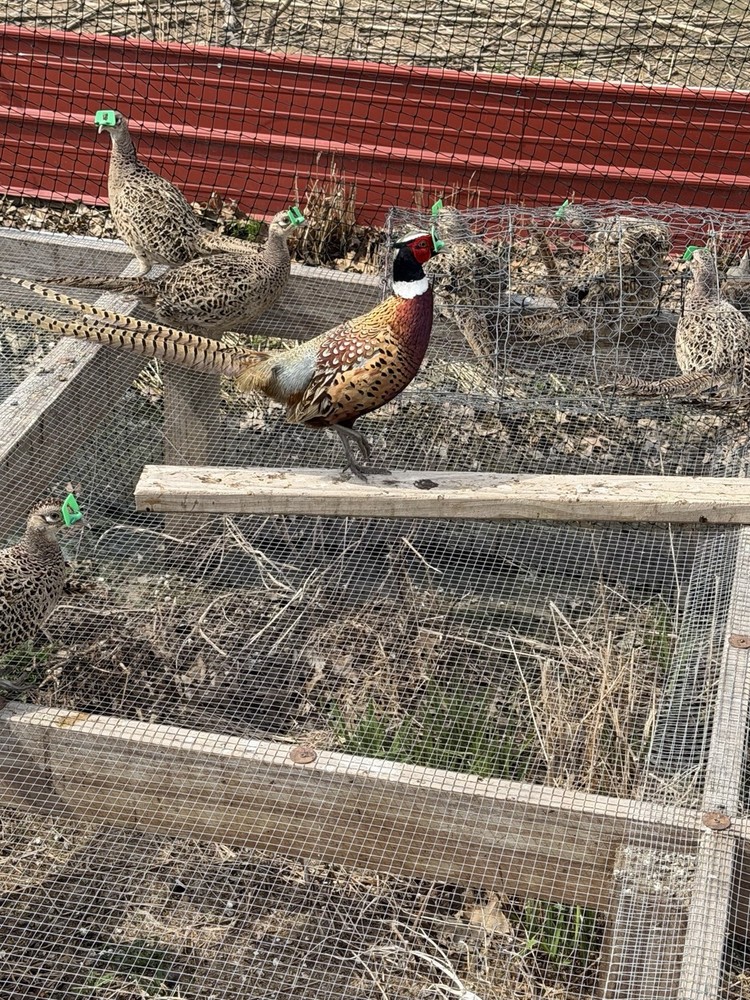 12+ Chinese Ringneck Pheasant Hatching Eggs
