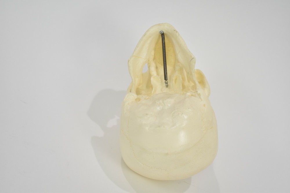Dental School Training Artificial Plastic Head with Fixed Teeth & Movable Jaw