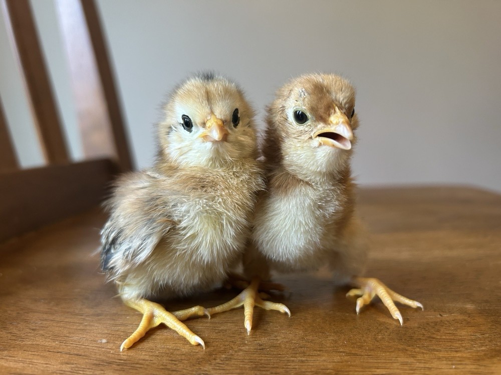 BYM Large Fowl Dozen Hatching Eggs