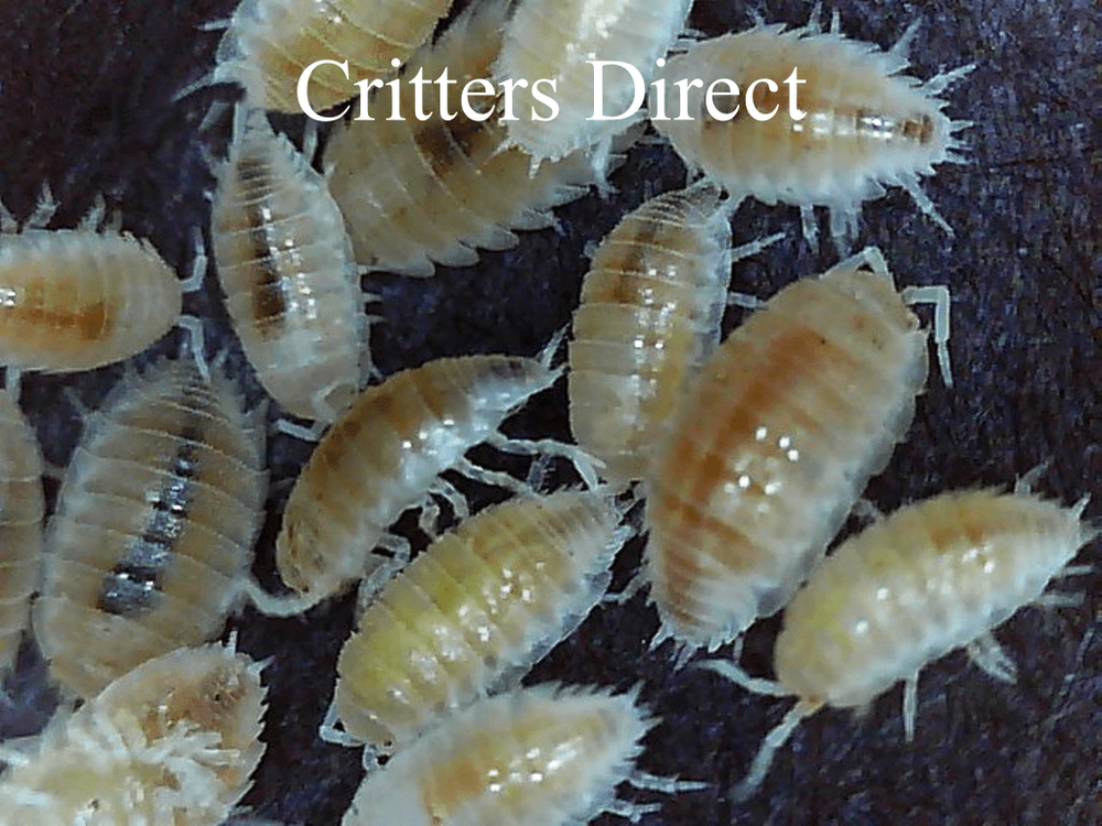 Dwarf White Isopods, By Critters Direct