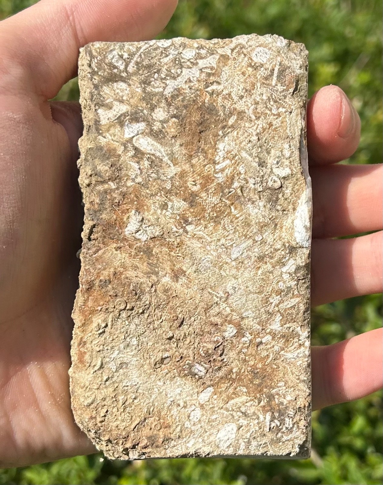 Fossil Crinoid in Matrix Aphelecrinus bayense Rare Alabama Mississippian Age