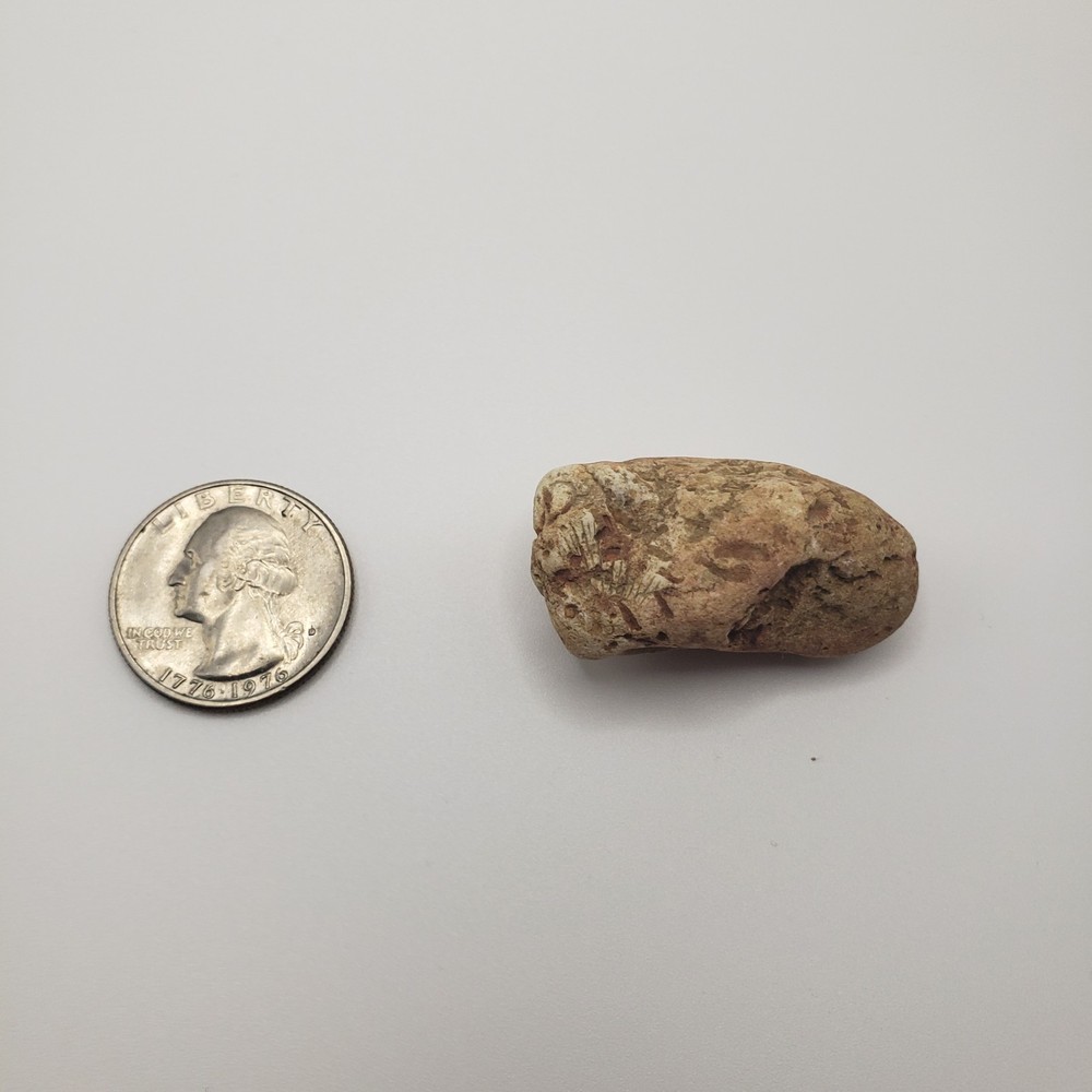 Fossiliferous Limestone with Shell Fossils – Oklahoma – Natural Specimen