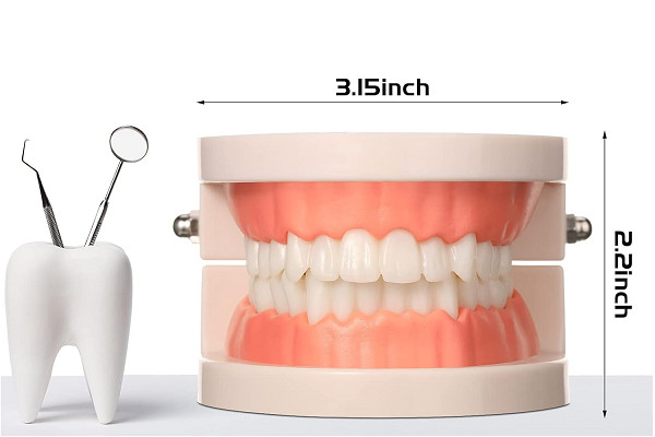Dental Demonstration Standard Adult Teeth Model