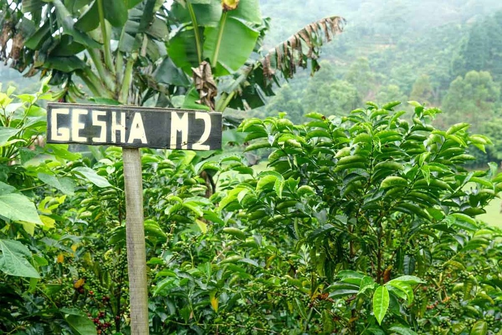 PANAMA GEISHA COFFEE BEANS MEDIUM ROASTED 4 POUNDS