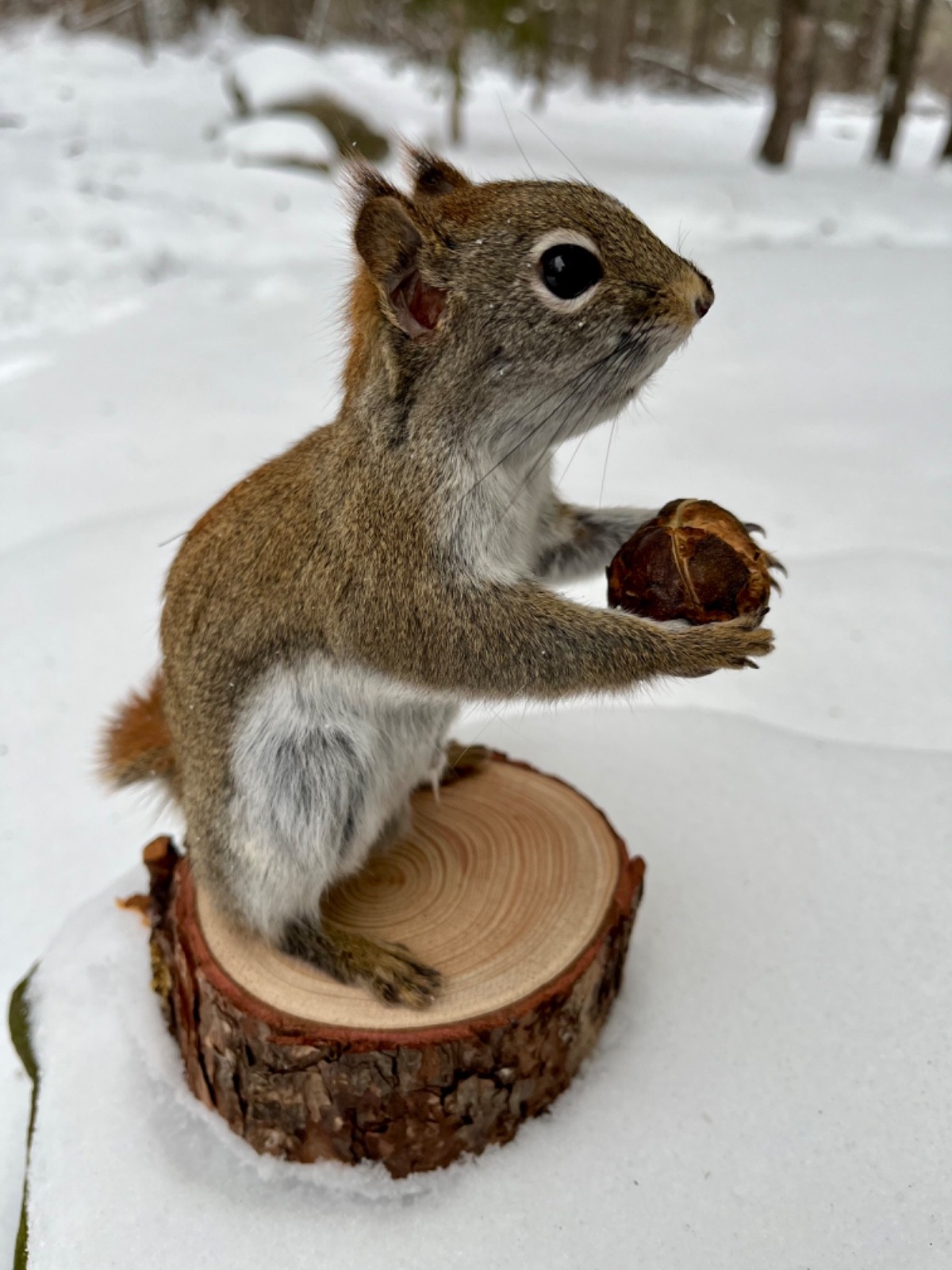 Red Squirrel Taxidermy, Squirrel Taxidermy, Pine Squirrel, Adirondacks, Gift!
