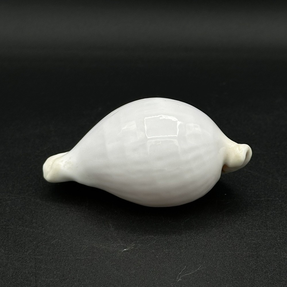 Pretty White Seashell 3 Inches Burnt Orange Inside