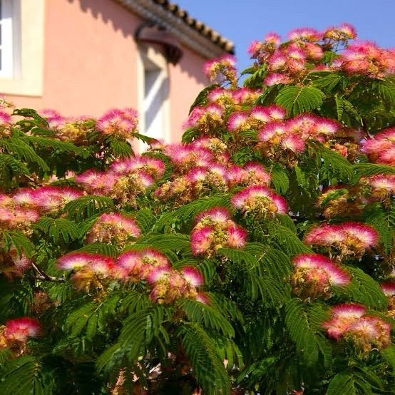Mimosa Tree 1ft Tall Now