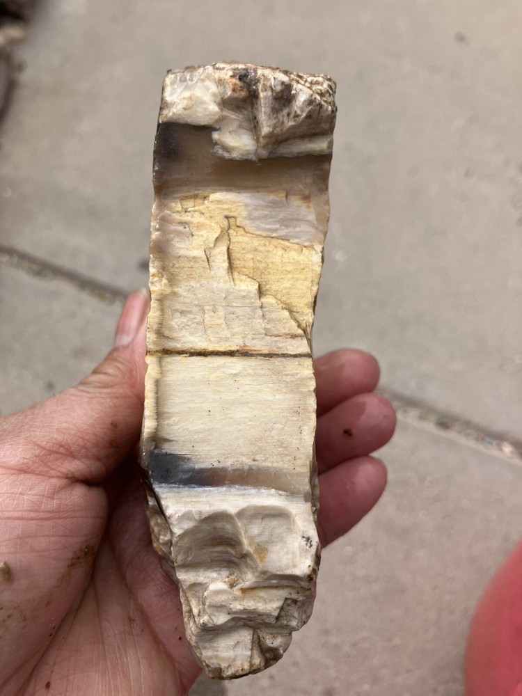Petrified Wood , Fluorescent Under UV Light