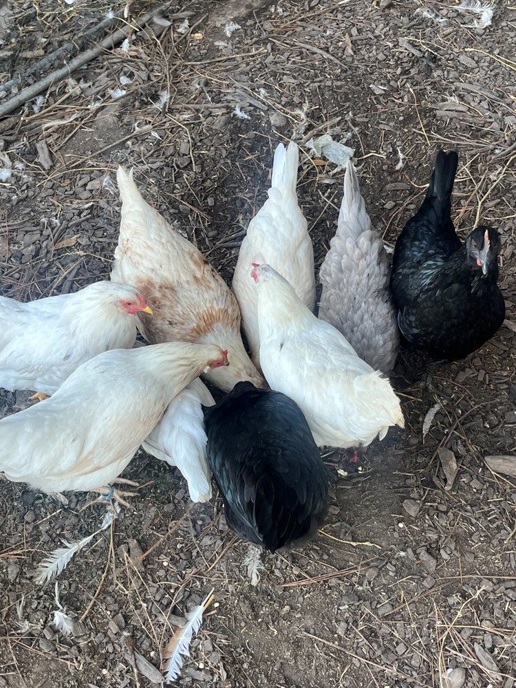 Prairie Blue Bell Hatching Eggs (10+)