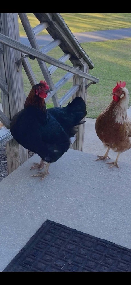 12+ Barnyard Mix Hatching Eggs - Silkie Polish Cochin Easter Egger - FRESH!