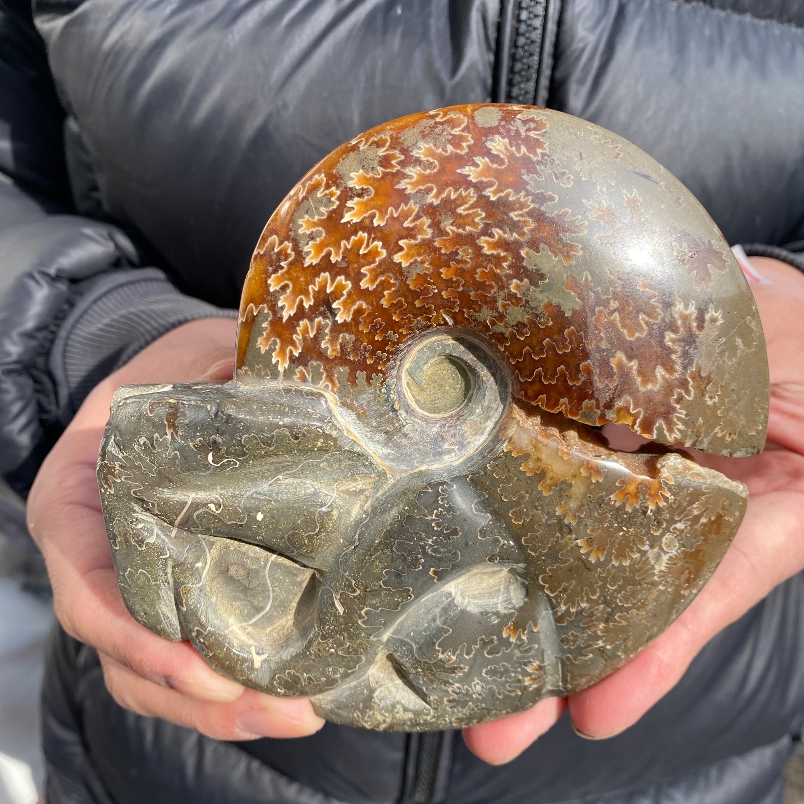 1.1lb Rare Natural Ammonite Fossil Conch Crystal Specimen Healing