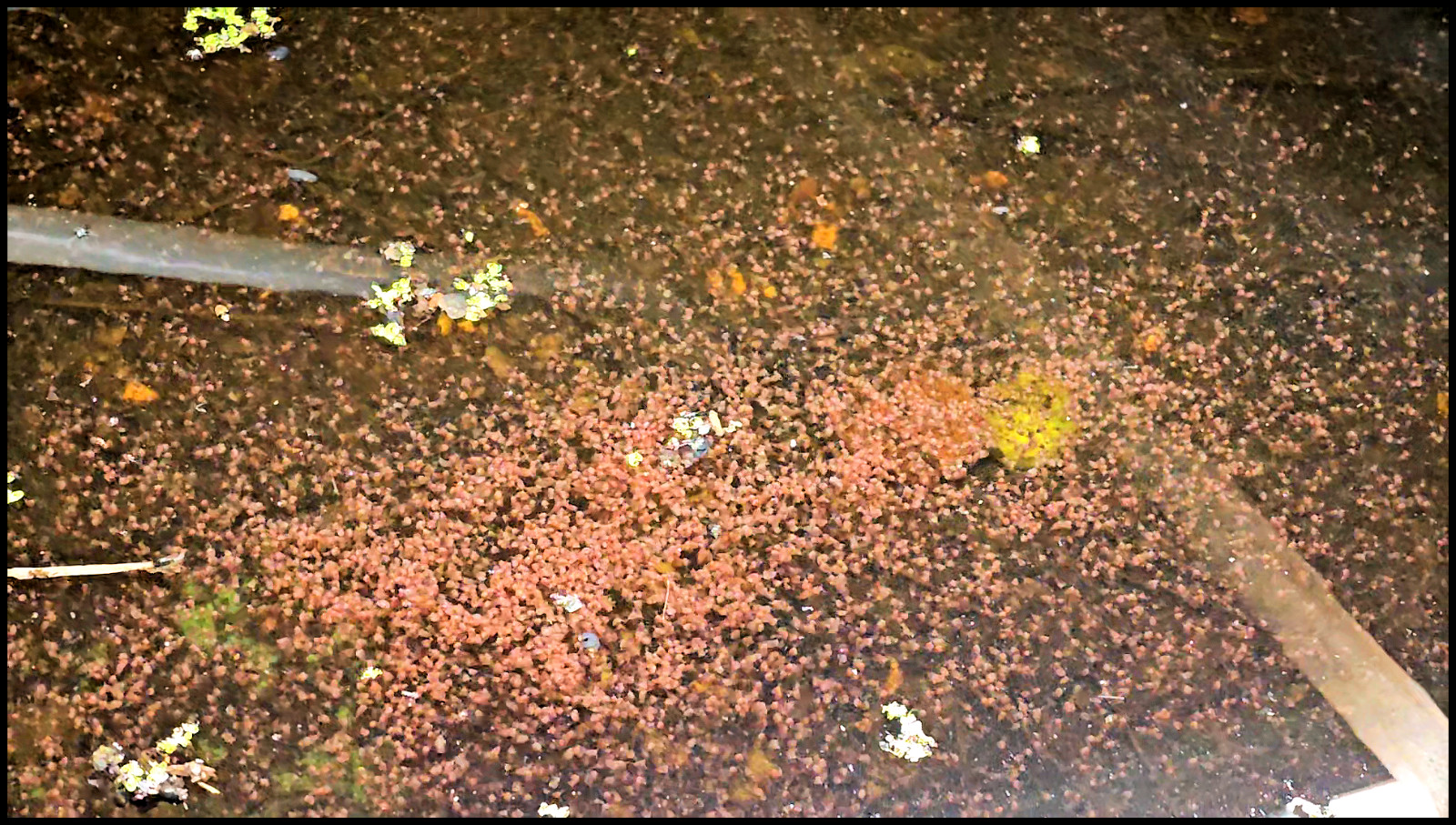 (Buy 2 Get 1 FREE) 500+ Live Daphnia Magna 500+ (FREE SHIPPING)