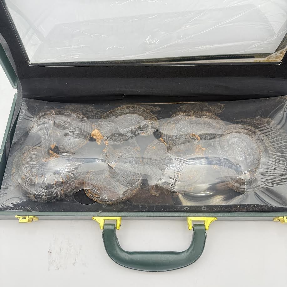 Ganoderma Lucidum 吉林省白山市靈芝