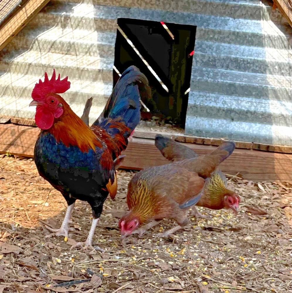 BB Red Bantam hatching eggs 6+1