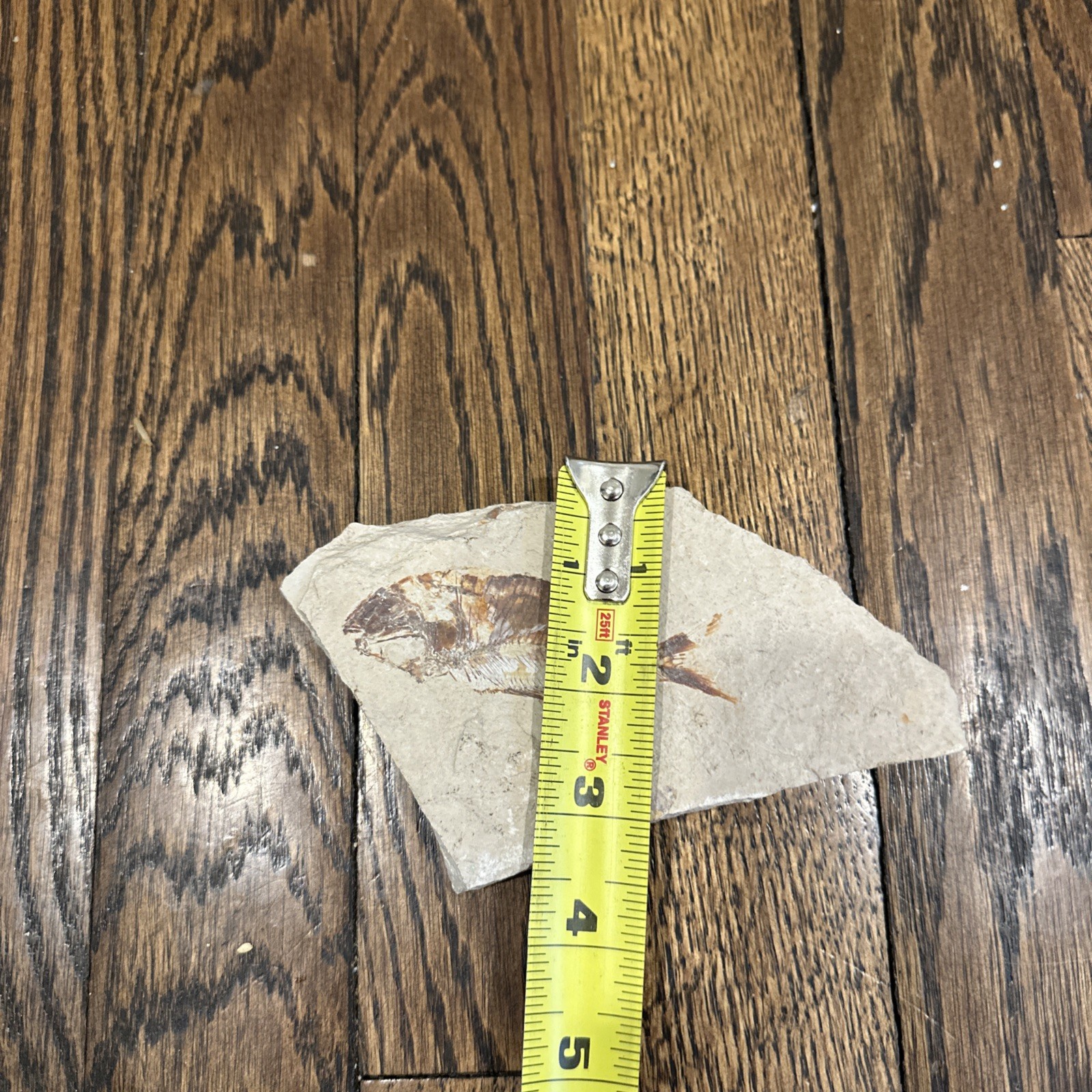 Nematonotus longispinus fossil, a prehistoric ray-finned fish.