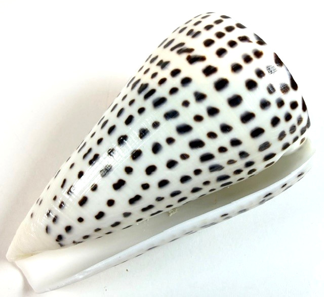 LARGE Conus leopardus 99.5mm Leopard Cone Shell Large Bold spotted pattern