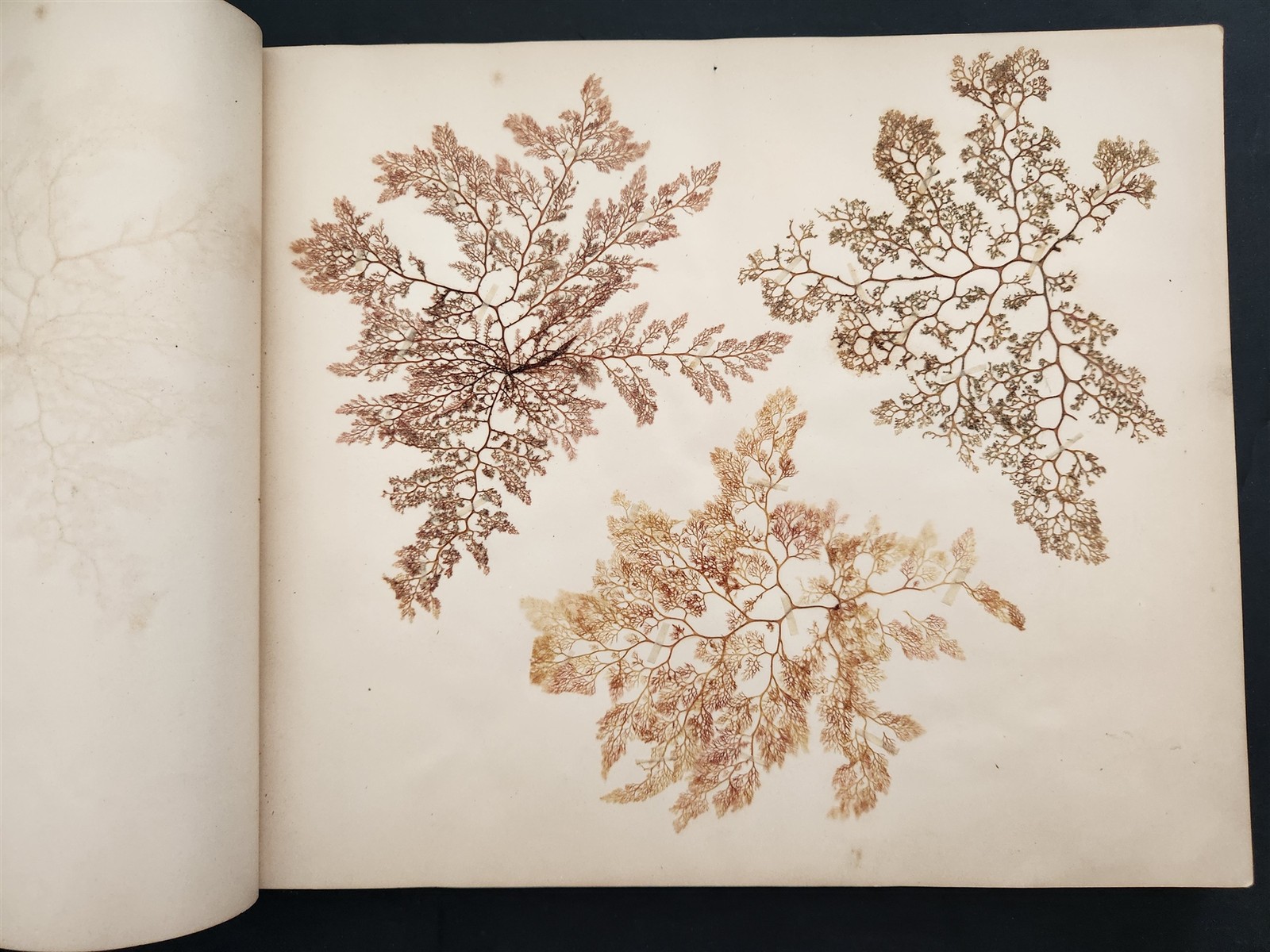 1883 antique SEAWEED pressed ALBUM monterey ca EUGENIE PHILLIPS specimen book