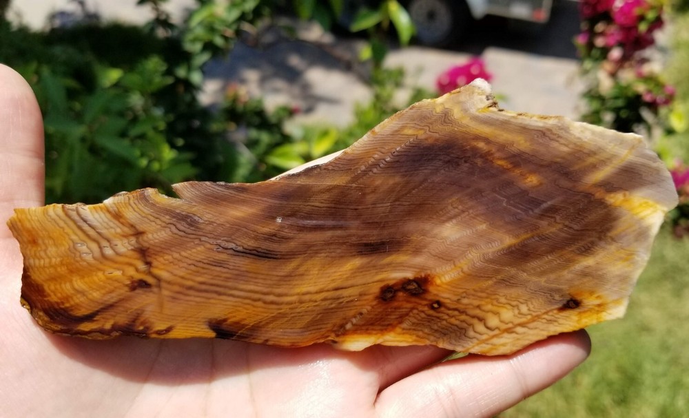 Herringbone Hell's Canyon Petrified Wood Slab