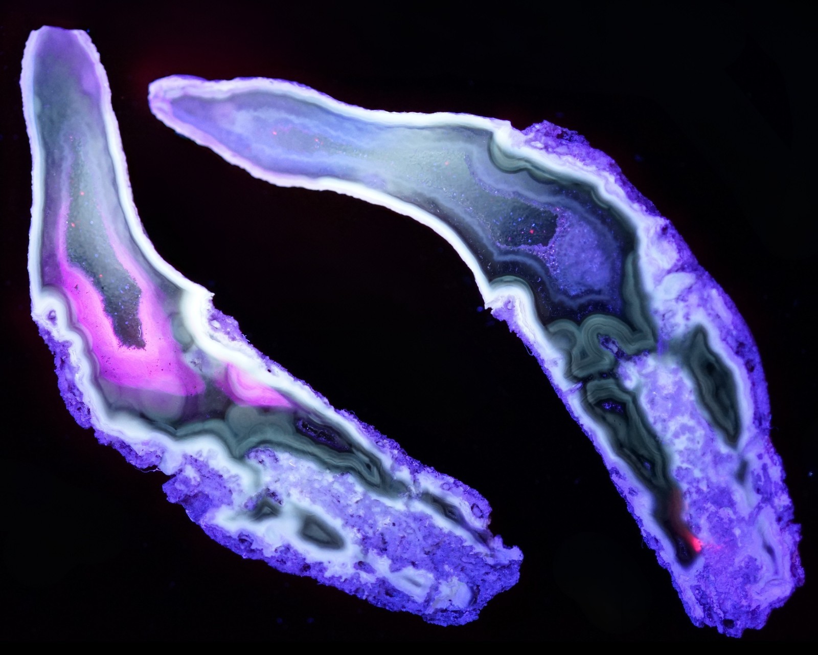 Agatized Coral Geode Pair RARE Druzy Finger Cut & Polished UV-Reactive Fossil