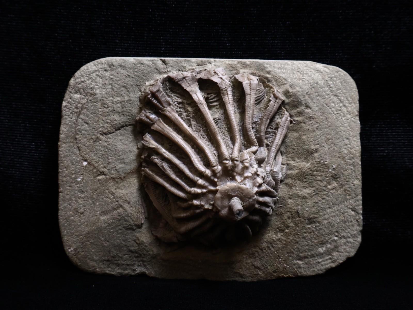 Revealing Fossil Crinoid, Crawfordsville, Indiana