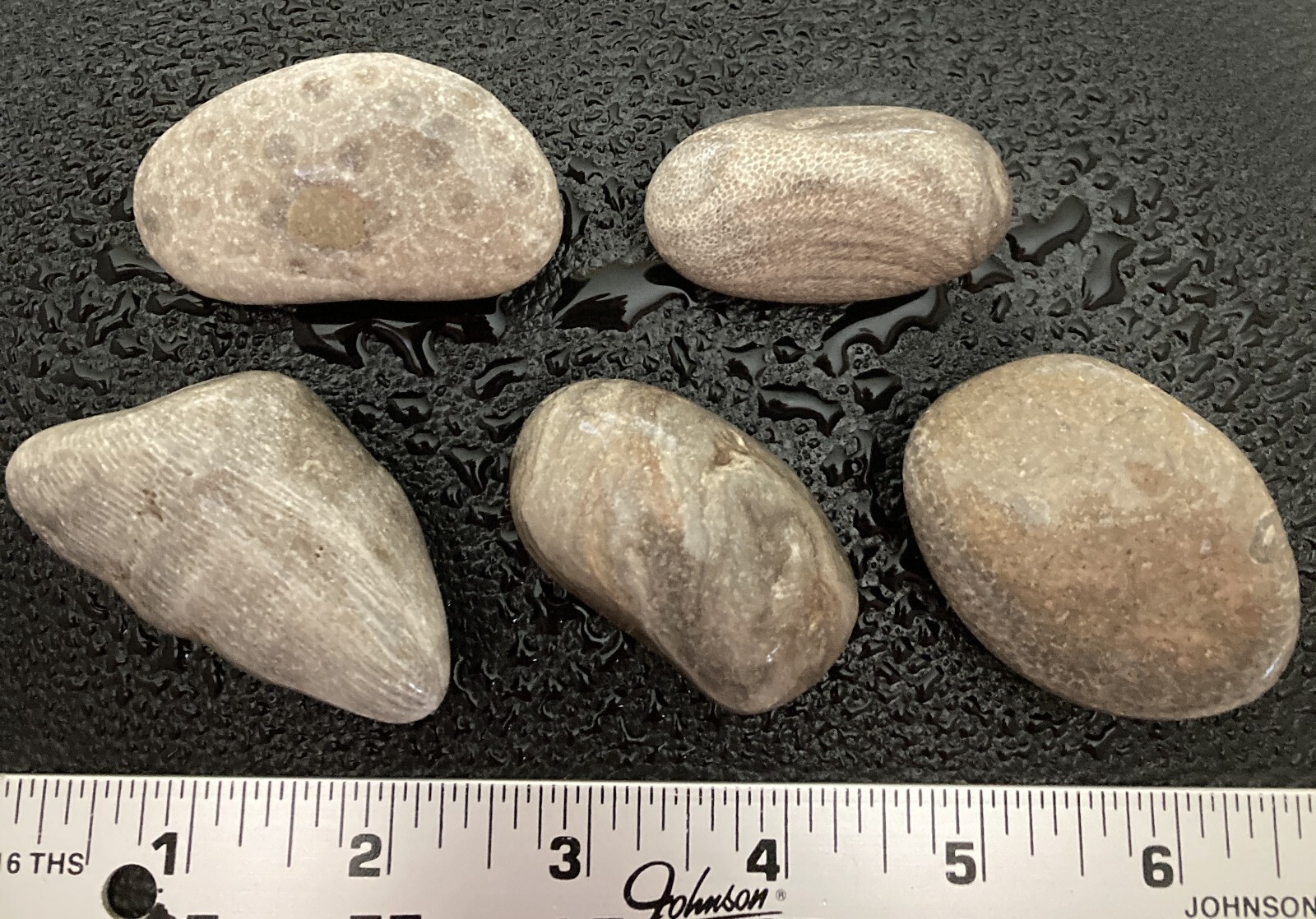 5pc Michigan AMAZING Fossils -Petoskey & Charlevoix Stones Rugosa Stromatoporoid