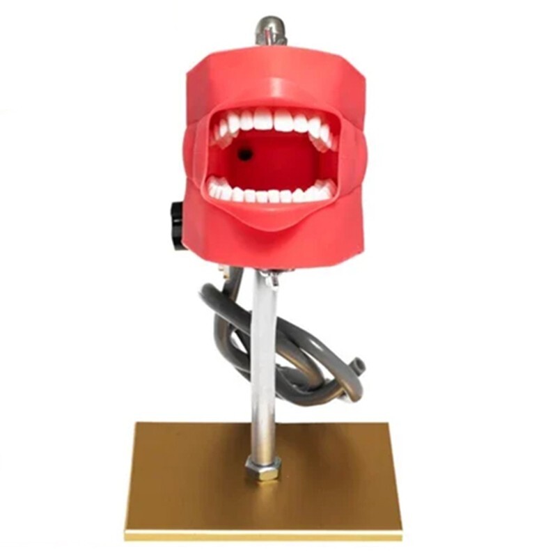 Dental Simulator Phantom Head Model Removable Teeth Simple Head Model Training