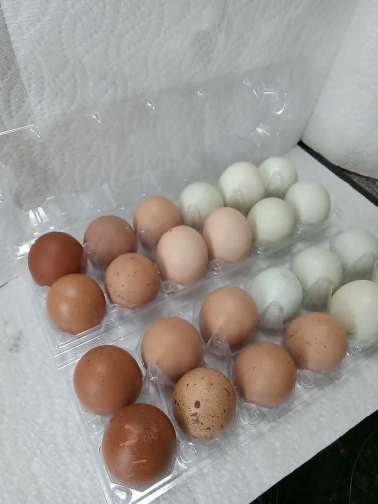 10+ rainbow hatching eggs