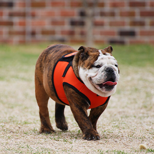 Puppia Mesh Dog Harness Vest No Pull Adjustable Breathable S M L XL XXL 3L AH305