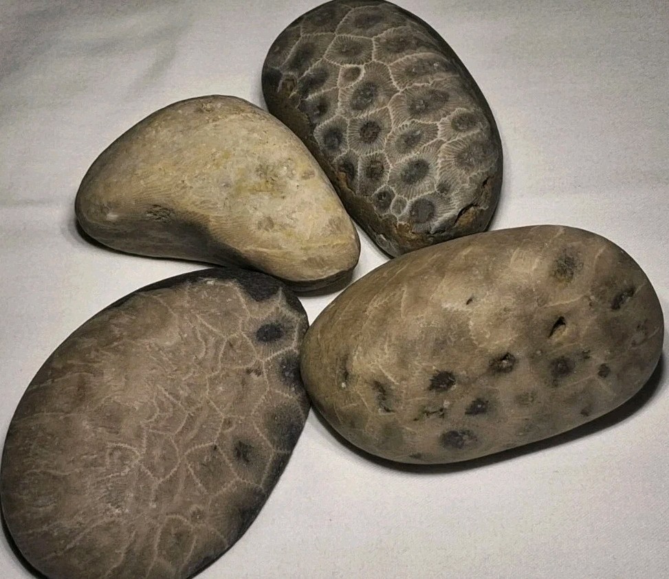 Michigan Petoskey Stone Lot 1 Pound Unpolished Natural Great Lakes Fossil Coral