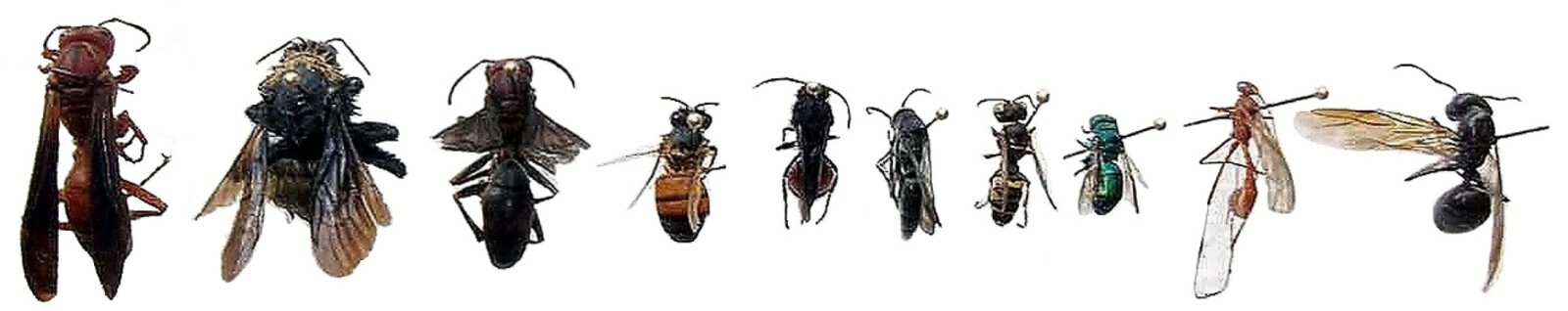Pinned USA Insect Specimens for Entomology Class Dead Bug Collection Identified!