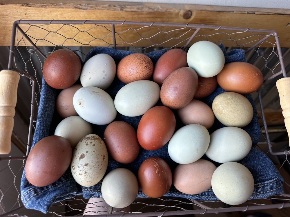 15 Rainbow Hatching Eggs from FREE RANGE CHICKENS