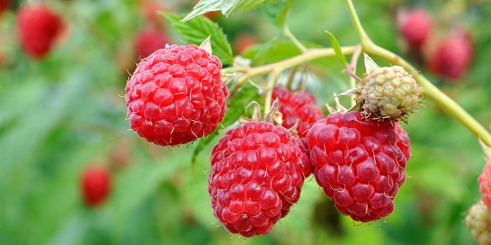 Immune support booster - RASPBERRY KETONES – AFRICAN MANGO COMBO - raspberry