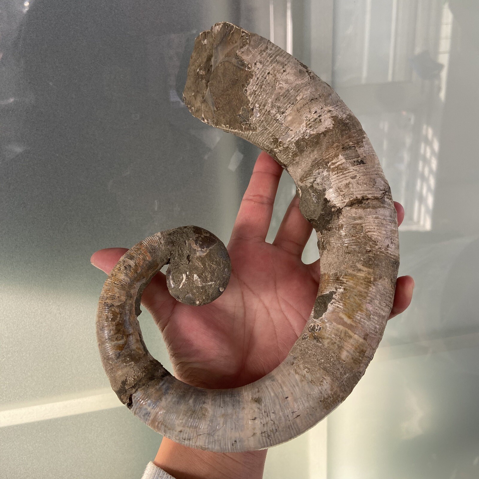 1242g215mm Big Repaired Ancyloceras Ammonite Fossil Sutures Crystal Display Mad