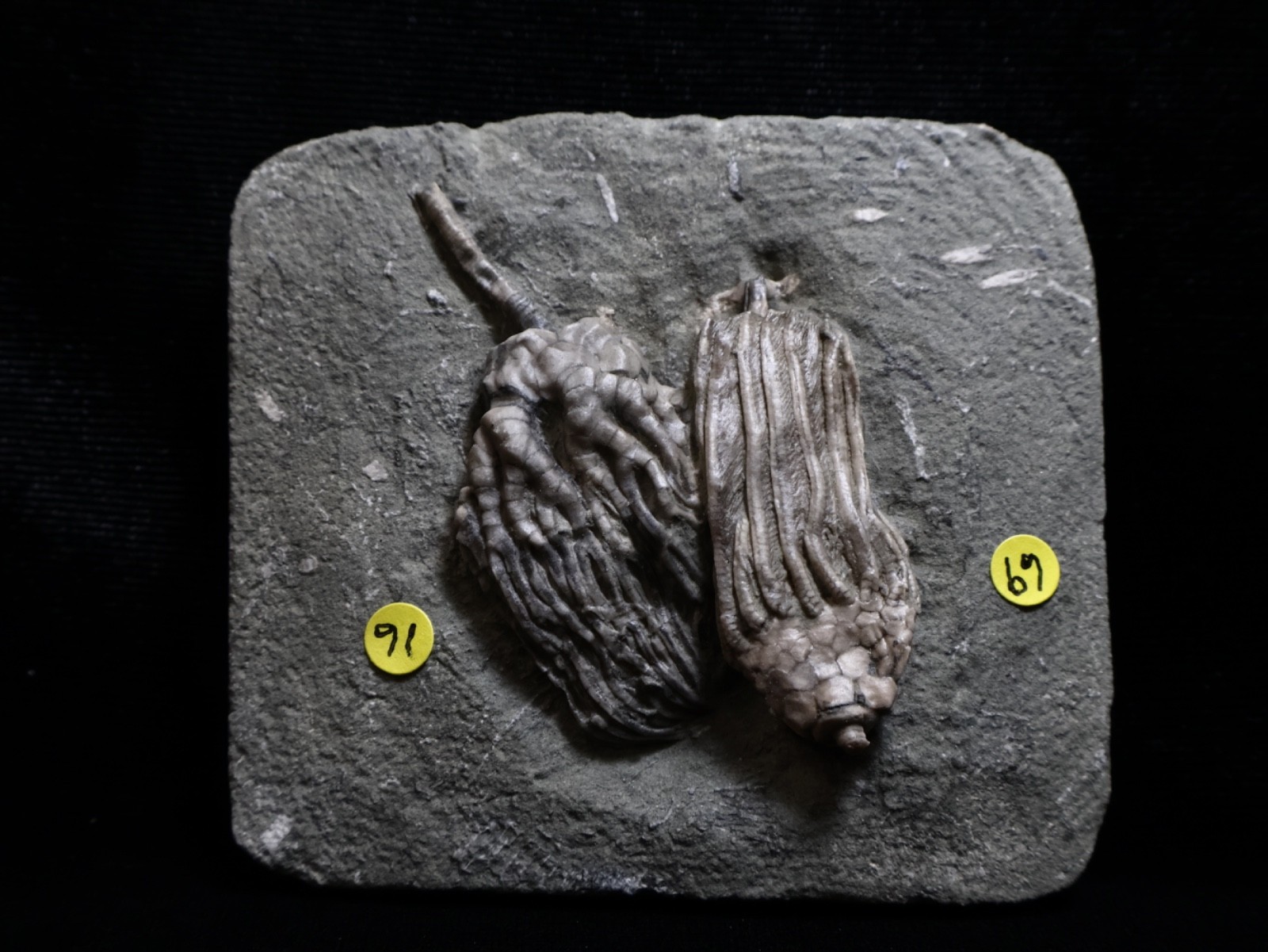 Expertly Prepared Fossil Crinoids, Crawfordsville, IN