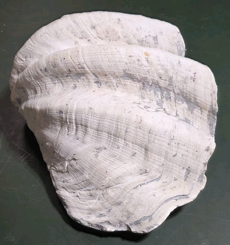 REAL 15½" Natural Giant Clam Shell Tridacna Gigas Sea *AND* 10" Giant Clamshell