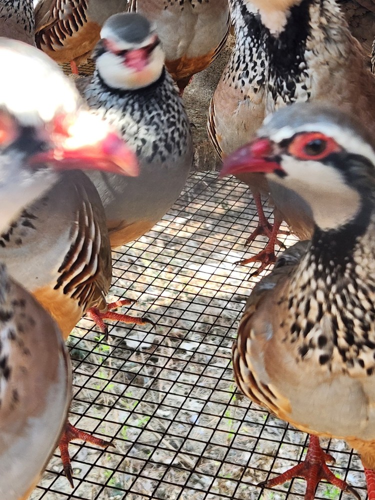 30 Plus 2 Red Legged Partridge Hatching Eggs