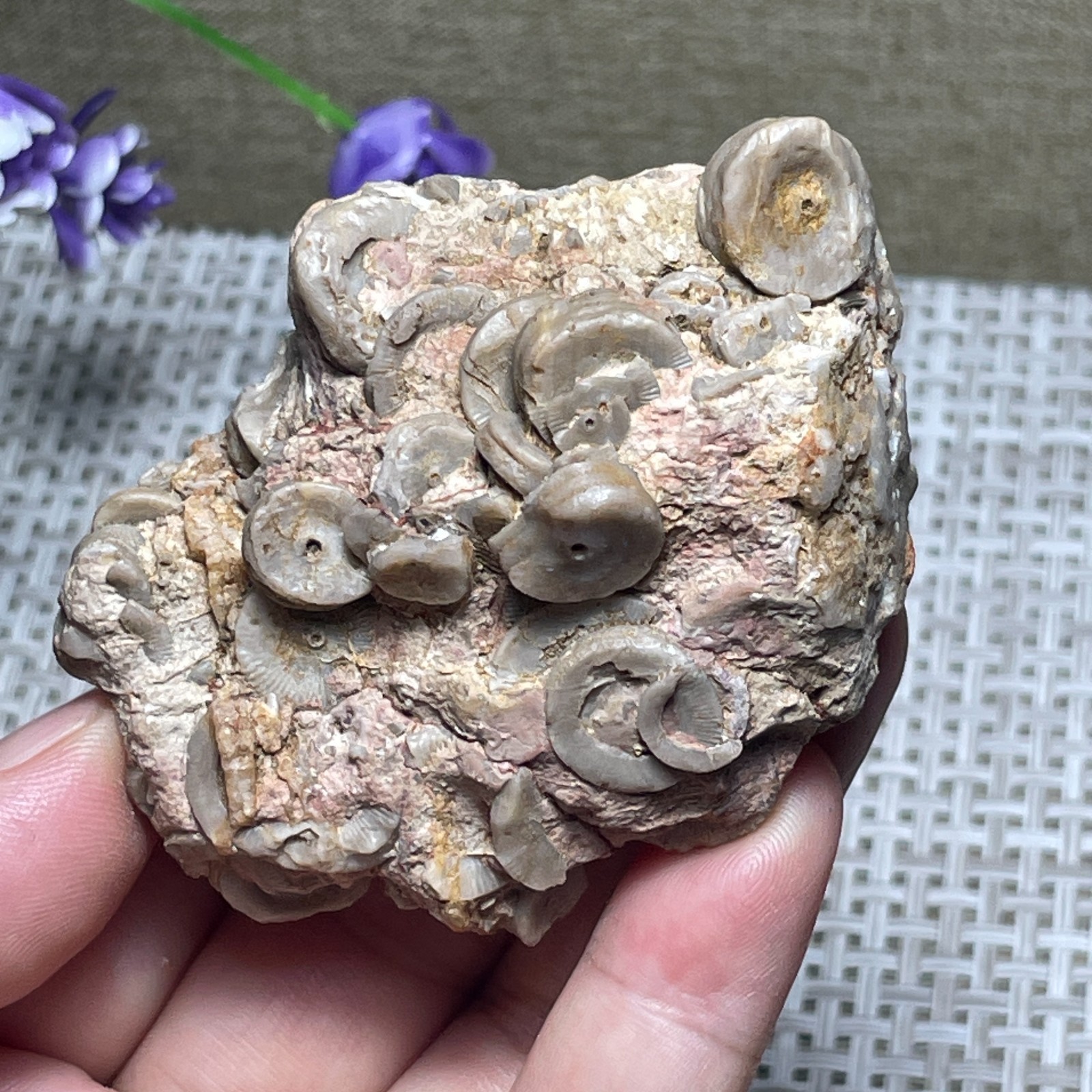 Natural sea lily stem crystal Madagascar - viewing specimen 107g A2