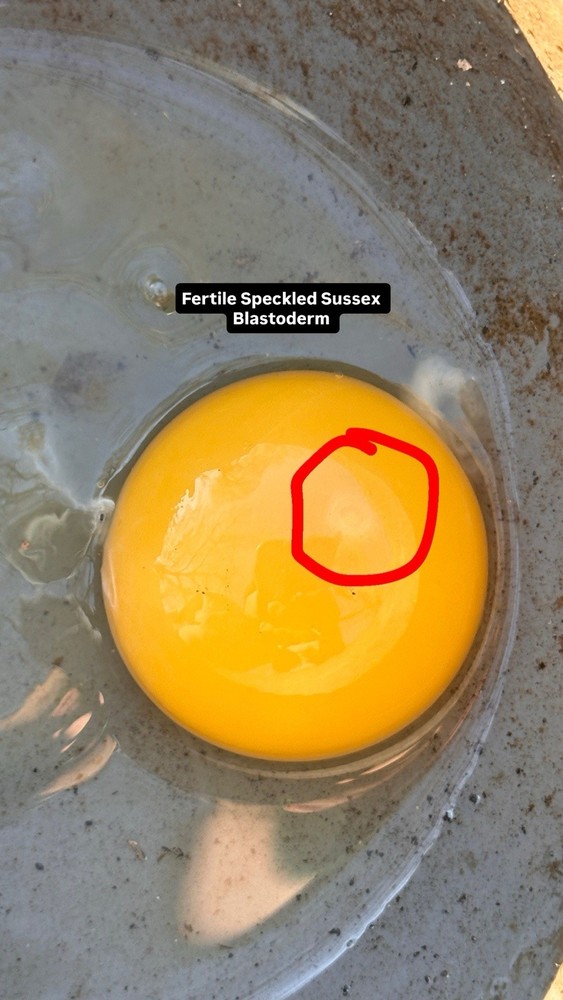 One Dozen Speckled Sussex Hatching Eggs Plus Available Extra, READ!