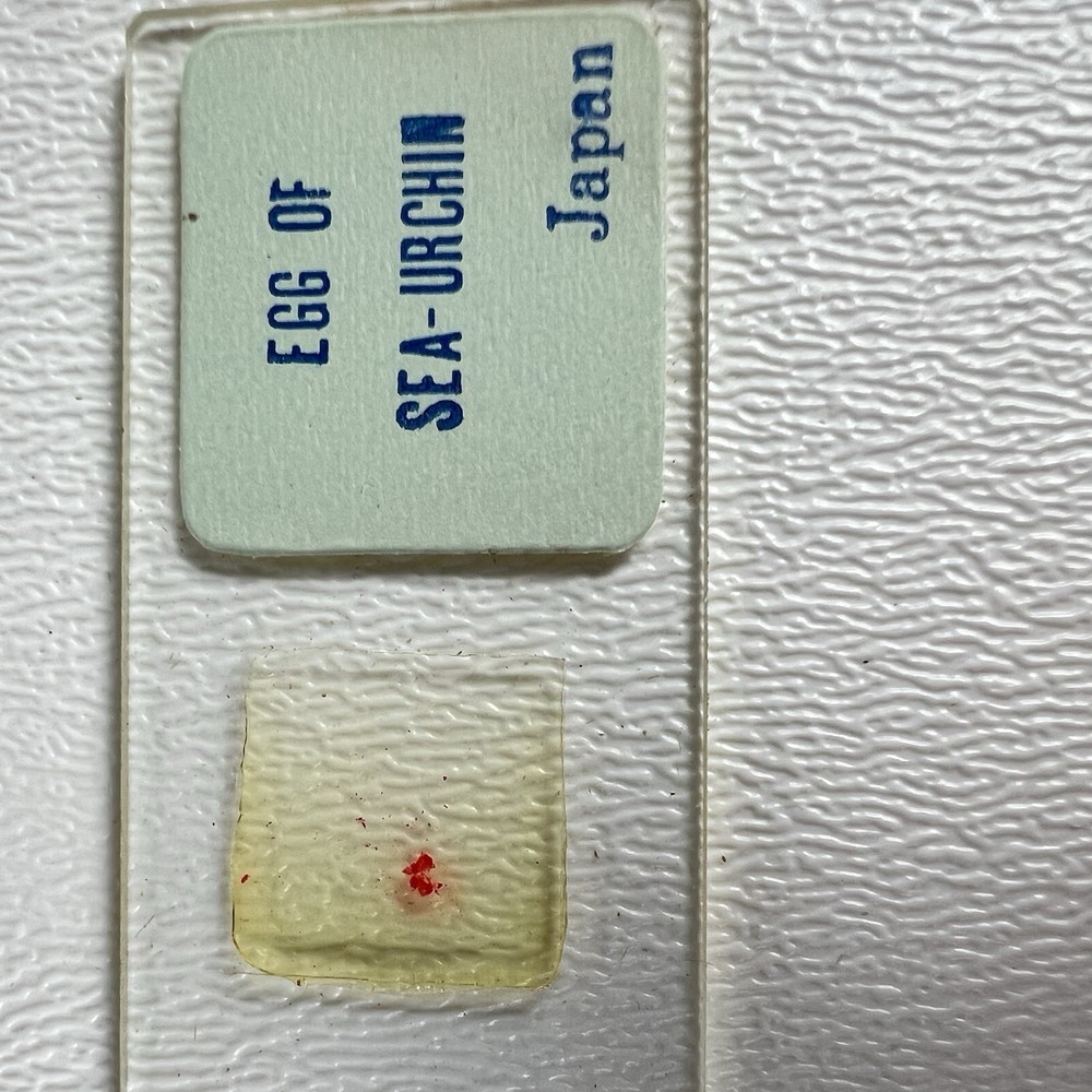 Vintage Sears 60 Prepared Microscope Slides Labeled Educational Actual Specimens