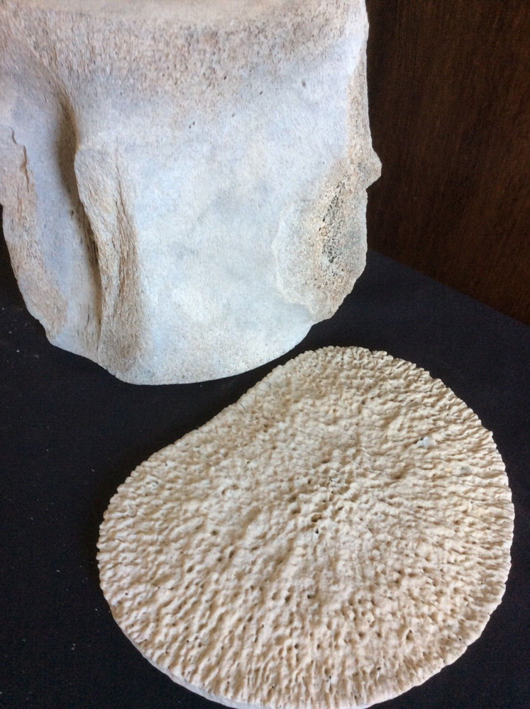 ANTIQUE AUTHENTIC FOSSILIZED H. B. WHALE VERTEBRE & INTERVERTEBAL DISCS