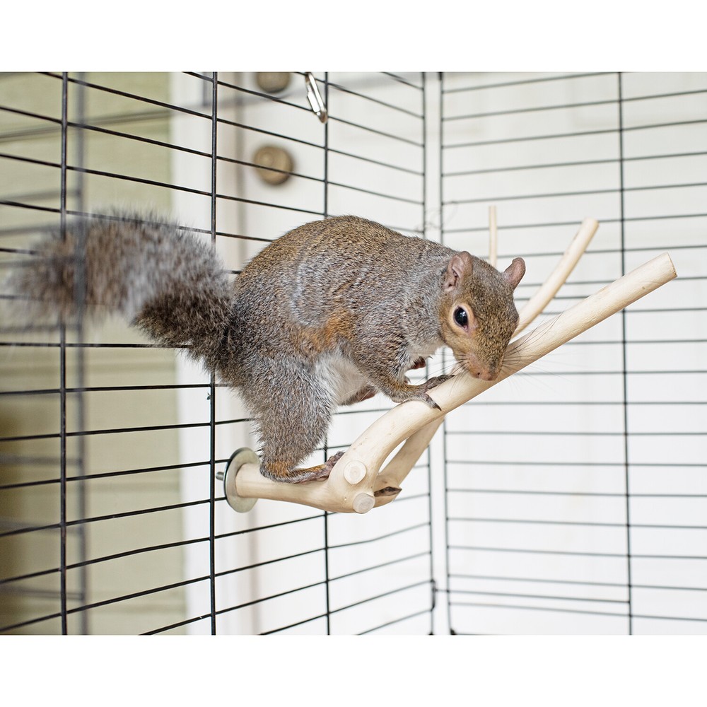 Multi-Branch Perch, Medium- Durable Cage Accessory - Sugar Glider, Rat, Parrot